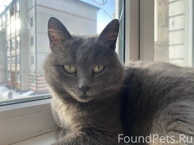 ‼️НАЙДЕНА КОШКА‼️ИЩЕТ ХОЗЯЕВ В...