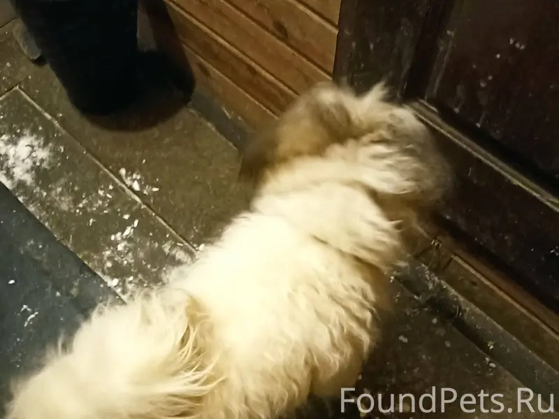 Найдена собака. Бегала у ж/д.....