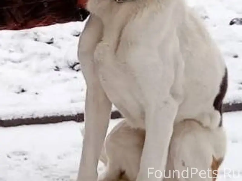 Пропала собака просьба кто вид...