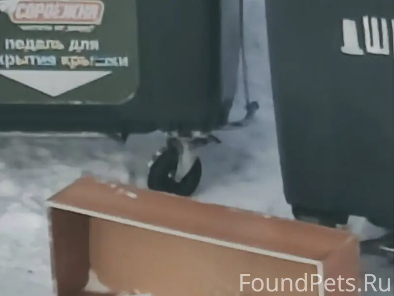 Маленький щенок потерялся, ест...