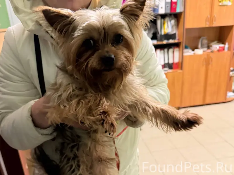 #найдено Найдена собака. Колом...