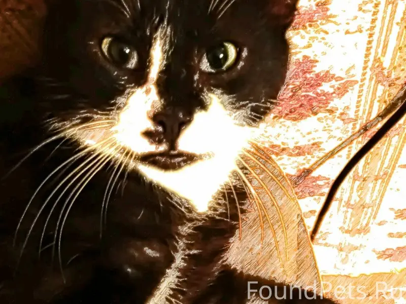 🆘🆘🆘Пропал кот. Вознаграждение ...