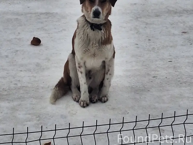 Sos! 🆘🆘 В д. Ротово уже...