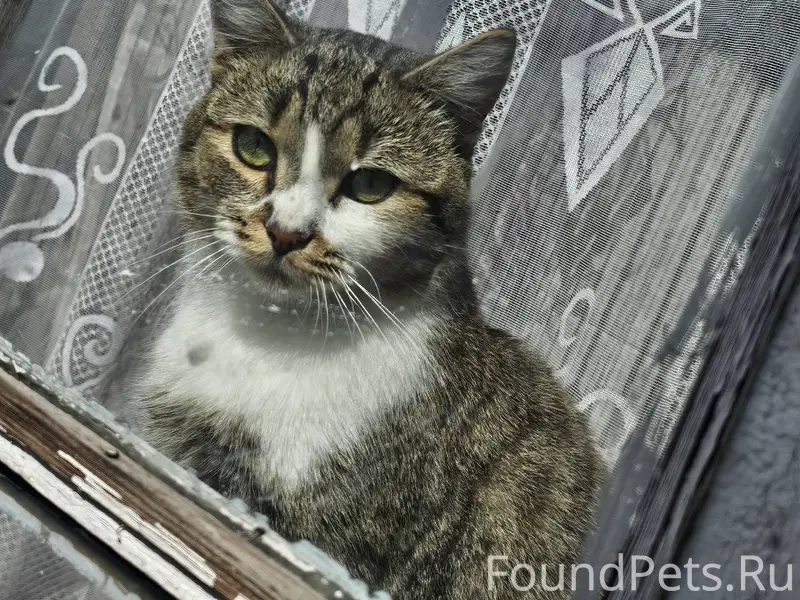 Пропал кот по кличке Моня , уб...