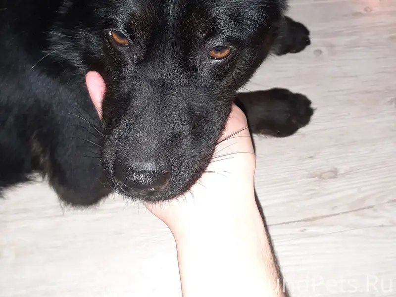 Найдена собака в Инорсе, в рай...