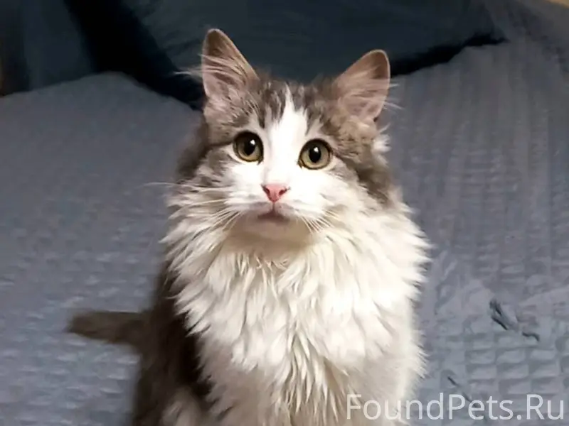 Семён найден на мосту. Жил на....