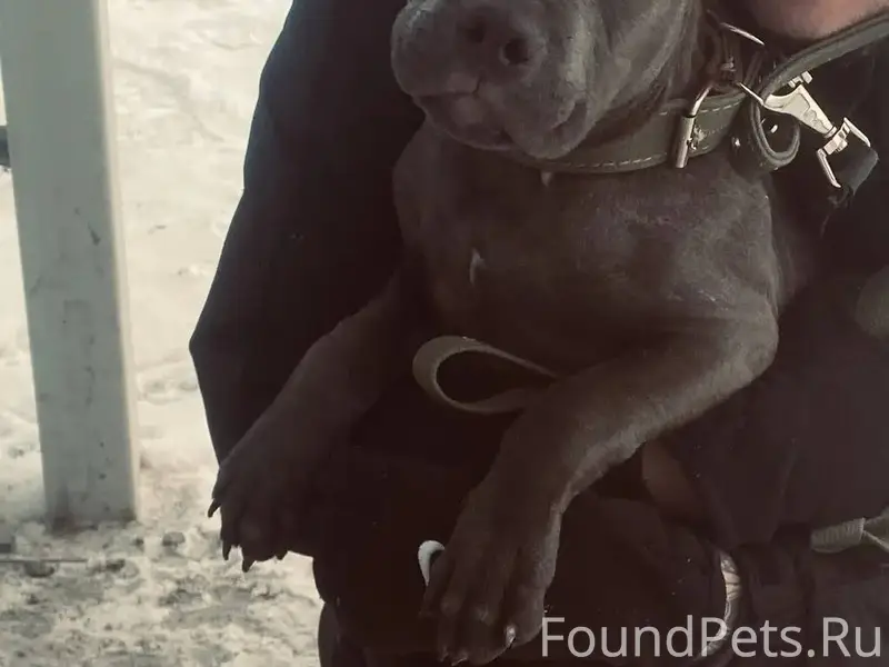 Помогите найти собаку ‼️‼️‼️ П...