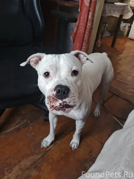 Убежала собака район Телецентр...