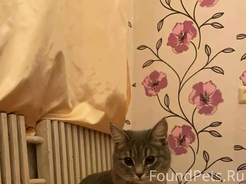 Пропала кошечка, в районе Чере...