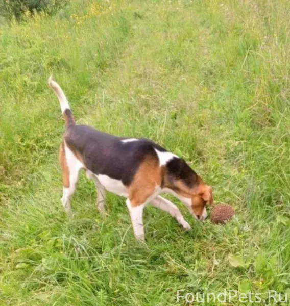 Друзья, г. Рославль, пропала с...