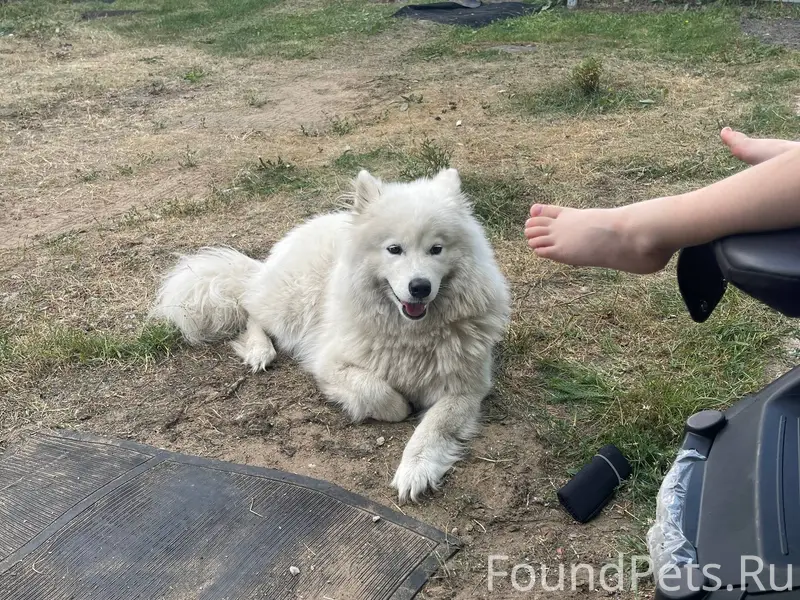 Добрый день , потерялась собак...