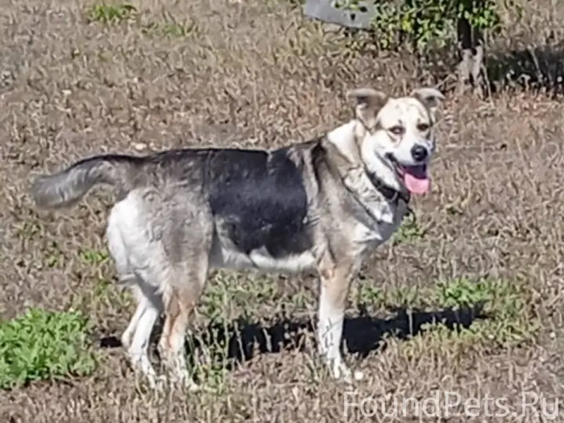 Потерялась собака, девочка. Ра...