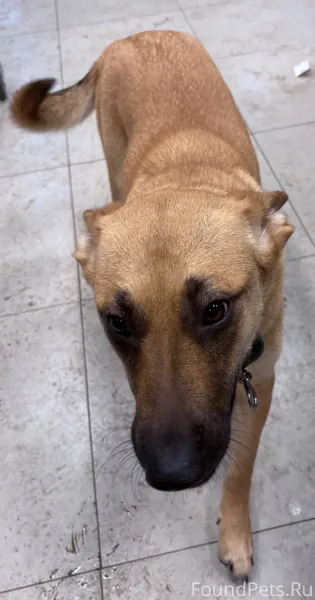 Потерялась собака, молодая дев...