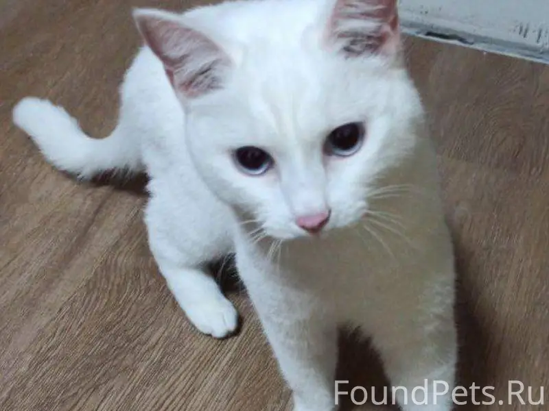 ПРОПАЛА КОШКА!!!