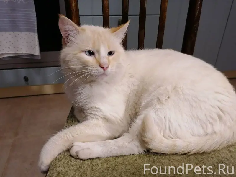 Пропал кот 21 декабря. Буся, 5...