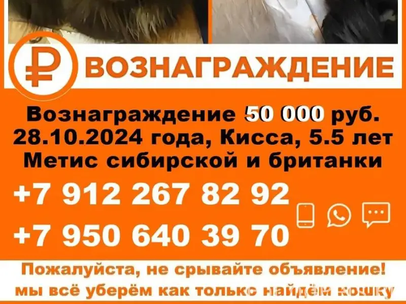 🆘 ПРОПАЛА КОШКА 🆘 Пропала ещё....