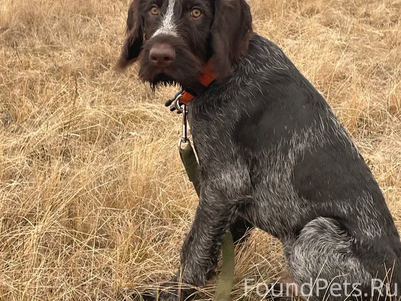 В районе п. Слободка потерялся...