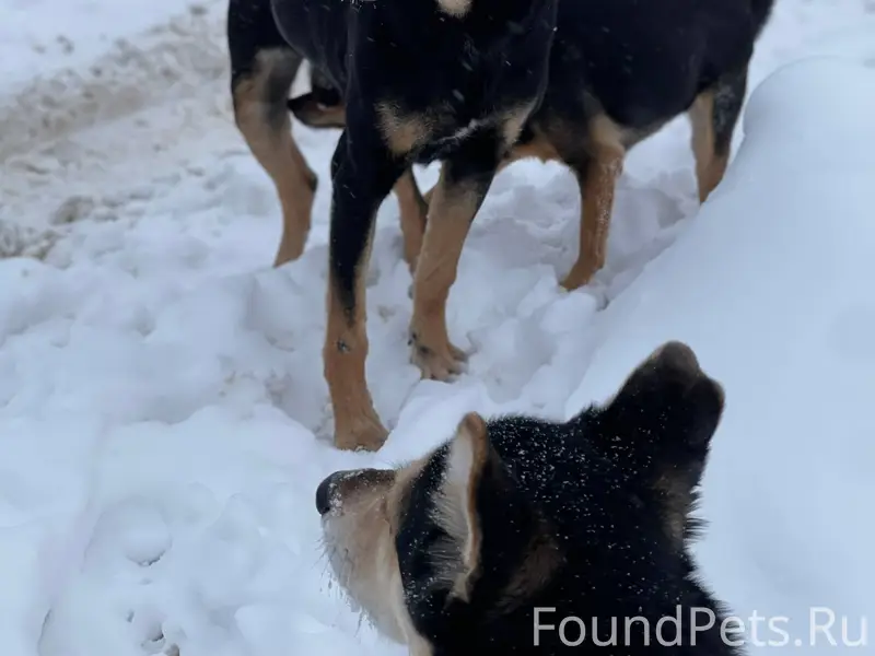 Внимание найдена собака‼️ Тула...