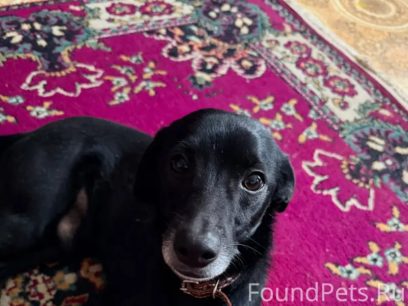 Найдена собака в районе к-р...