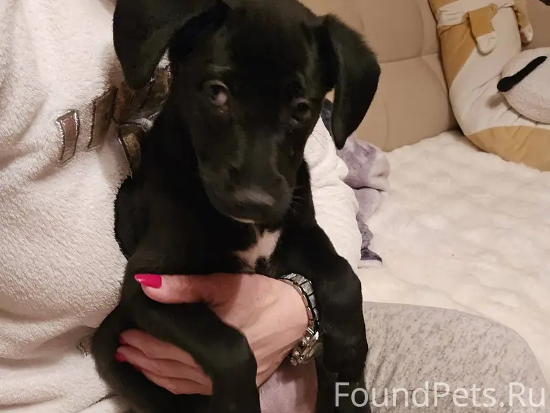 Найден щенок_девочка, сильно п...