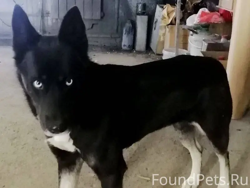 ‼️‼️‼️⚠️⚠️⚠️ Ищем Собаку , был...