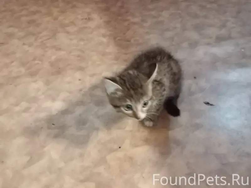 Пропал котёнок, 4 месяца, зову...