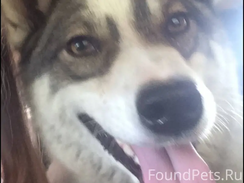 Пропала собака район Красная г...