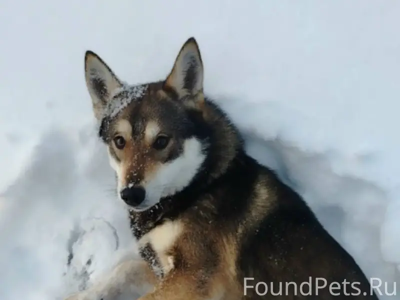 Помогите пожалуйста найти соба...
