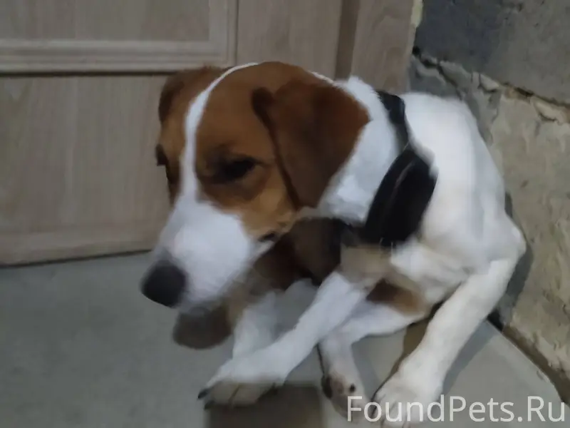 Найдена собака с трекером, Юго...