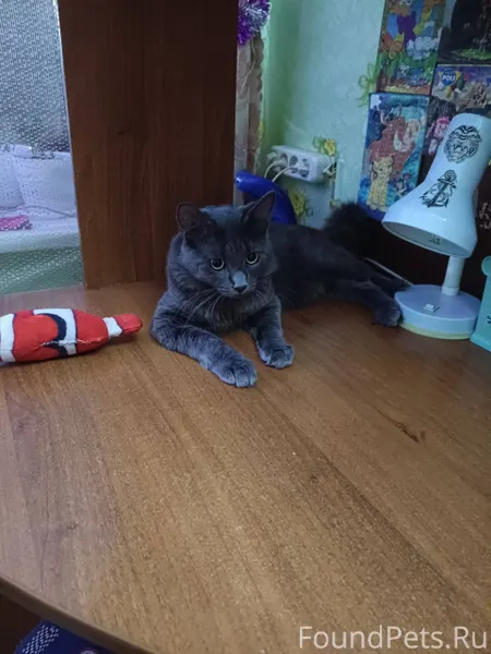 Здравствуйте Пропал кот. В рай...