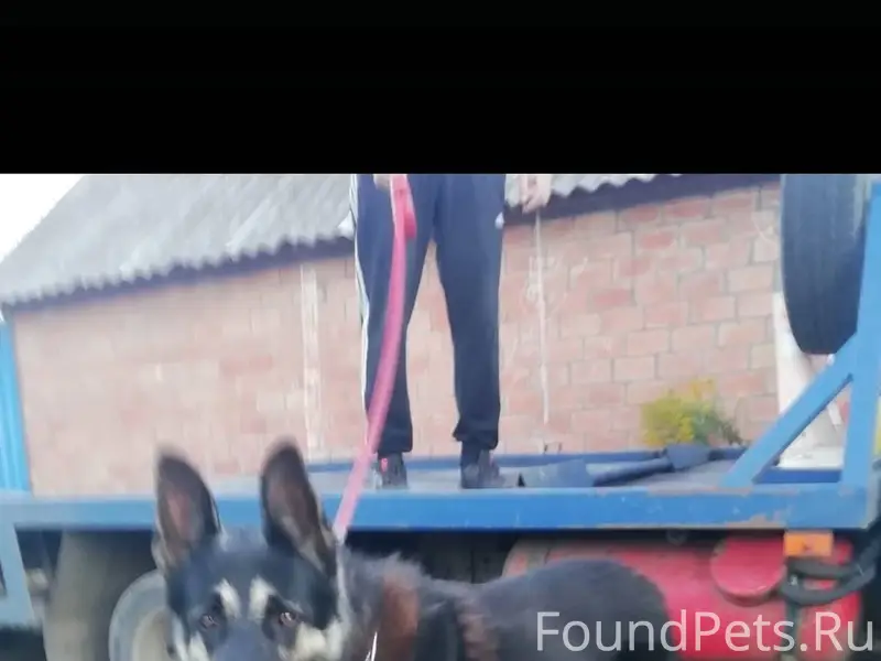 Пропала собака в районе пятёро...