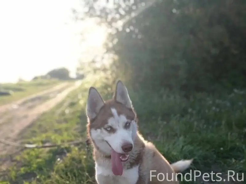 🆘Убежала собака, хаски. Цвет к...