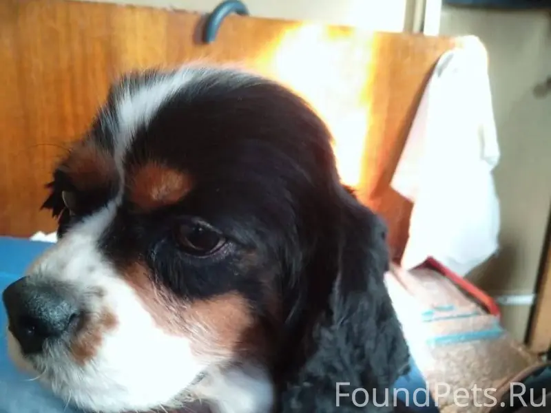 Потеряли собаку Коволер Чарлз ...