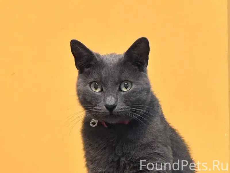Пропала кошка по кличке Доня. ...