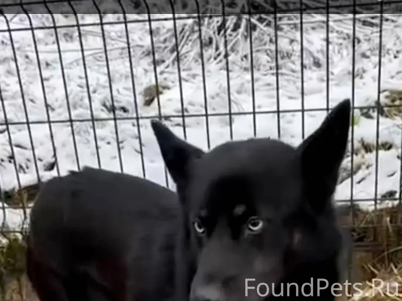 ‼️‼️‼️⚠️⚠️⚠️ Ищем Собаку , был...