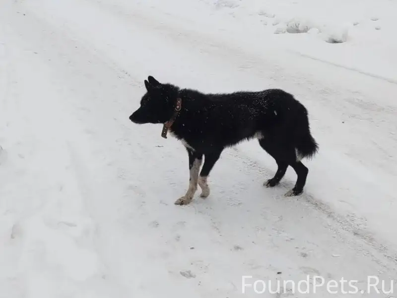Потерялась моя собака, кличка ...