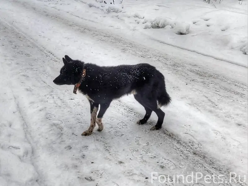 Лебедянь 🆘 Друзья, присмотрите...