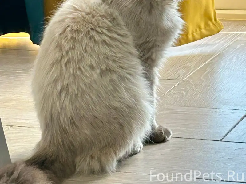 Пропал кот, район Ненашево (ул...