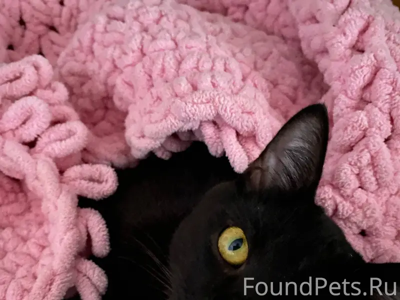 Потерялся черный кот по имени ...