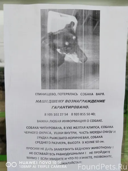 Пропала собака!