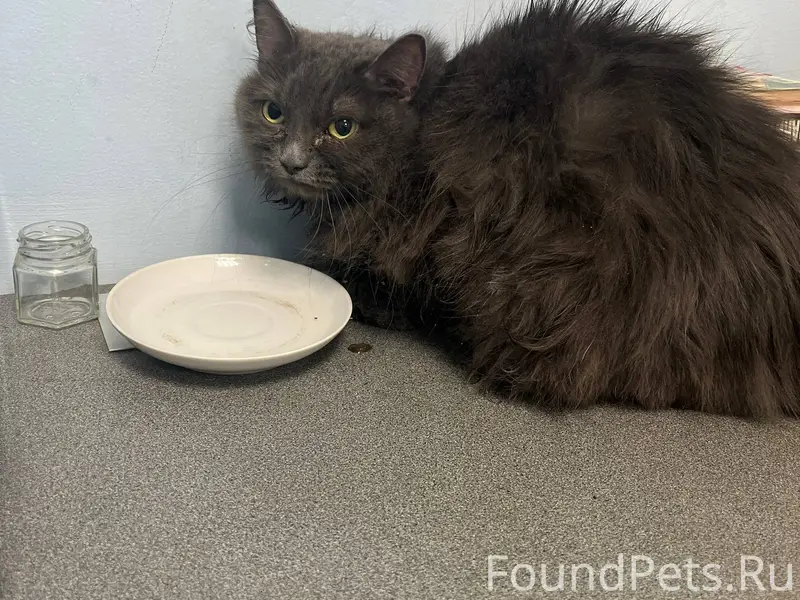 Найдена кошка(возможно кот, но...