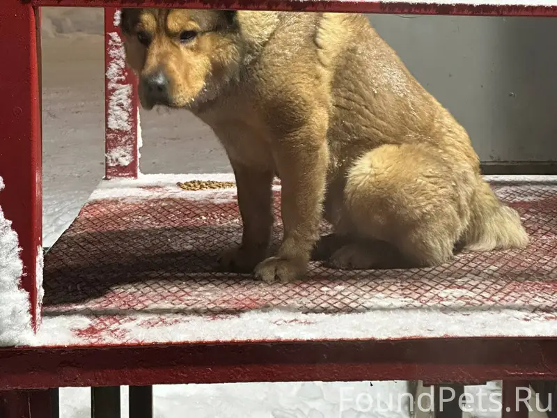 Найдена собака!!! Кобель алаба...