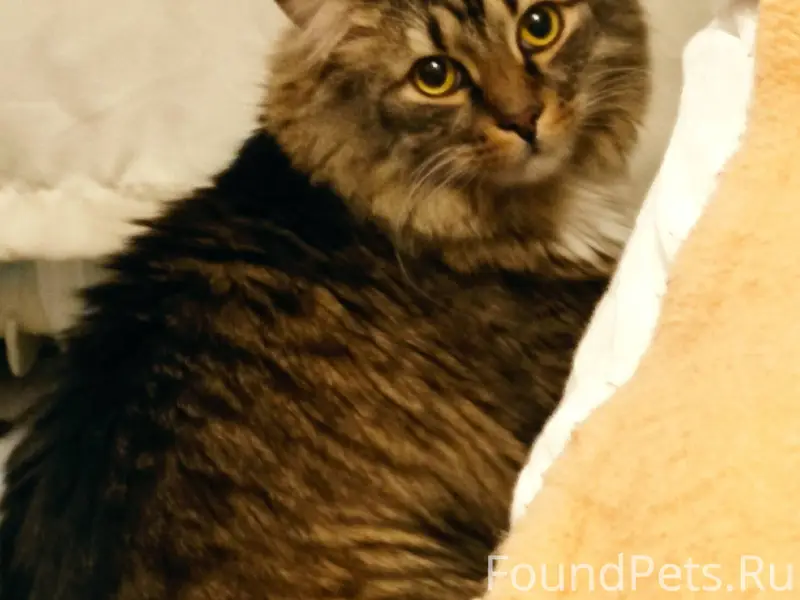 Найден крупный кот похожий на ...