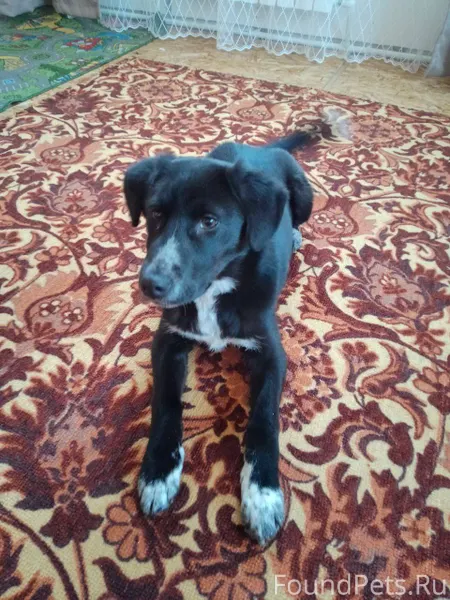 Пропал щенок, был в районе в.....