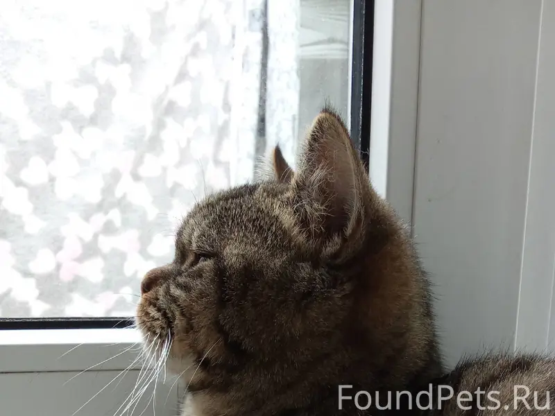 21 января пропал кот. Во дворе...