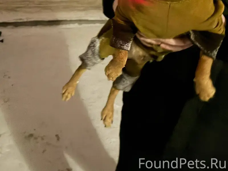 Потерялась собака . Ухоженная ...