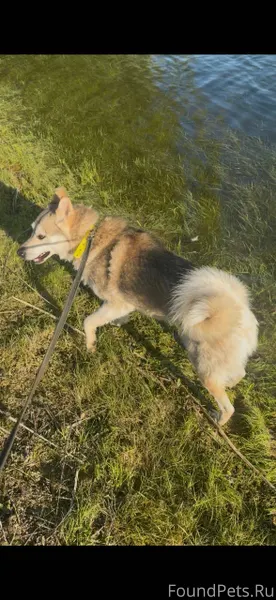 Потерялись 2 охотничье собаки,...