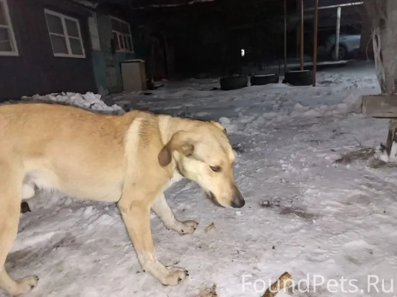 Шахты! Найдена собака на Соцго...