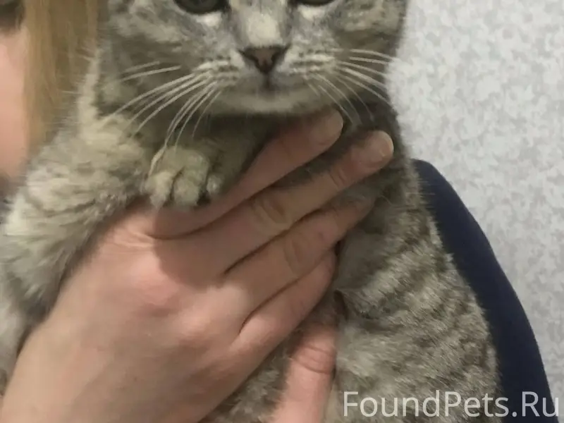 Найдена кошка на Опытном поле,...