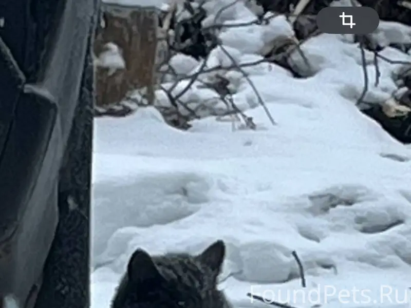 ‼️ ИЩЕМ ХОЗЯЕВ ‼️ Кот домашний...